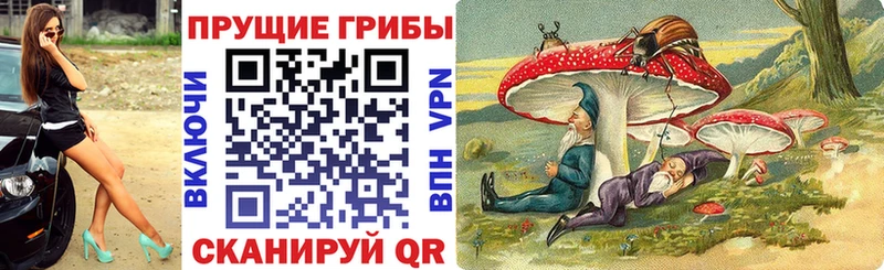 Купить закладки Высоцк Галлюциногенные грибы Cubensis